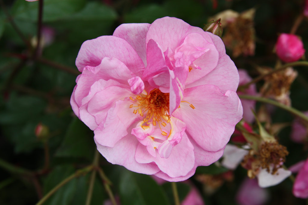 růže Louis Bleriot