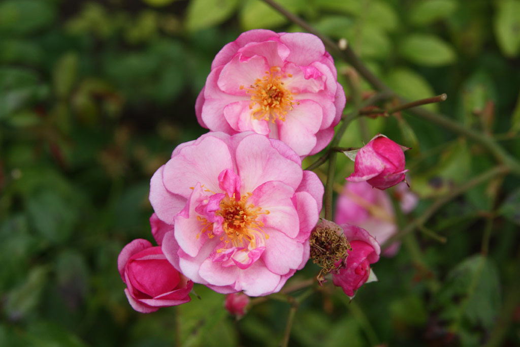 růže Louis Bleriot