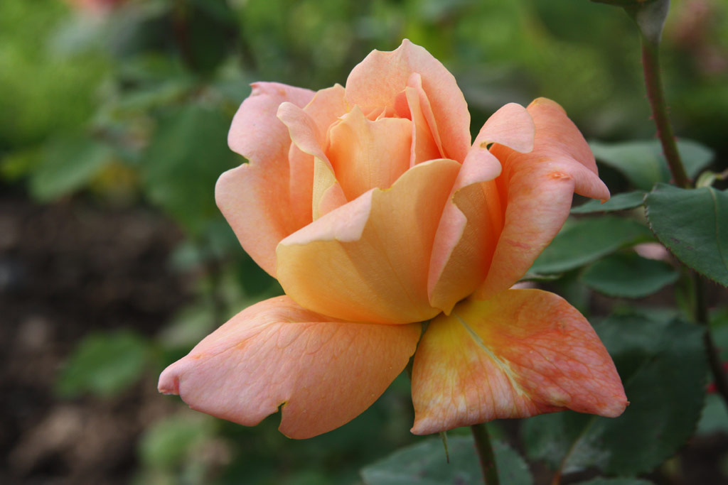 růže Louis Faurax