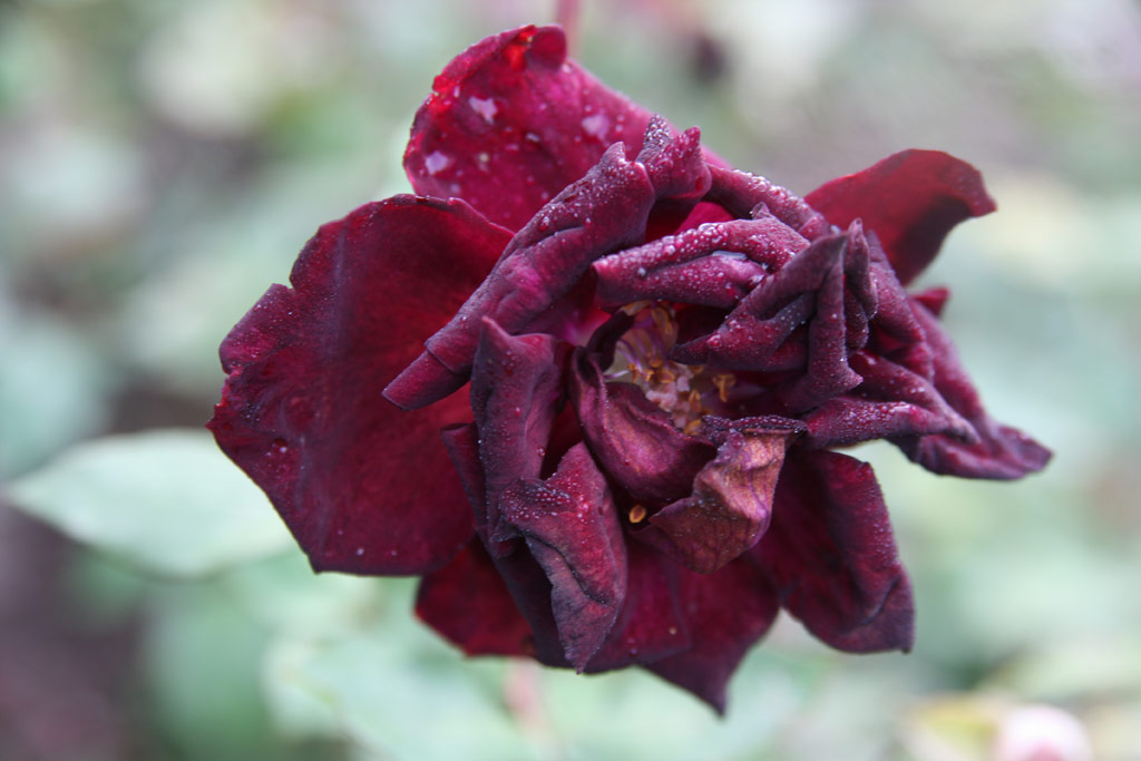 růže Louis XIV.