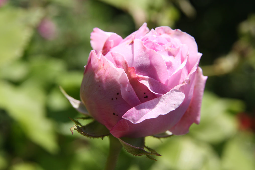 růže Louise Odier
