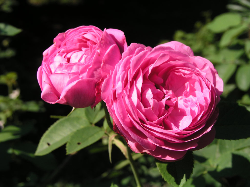 růže Louise Odier