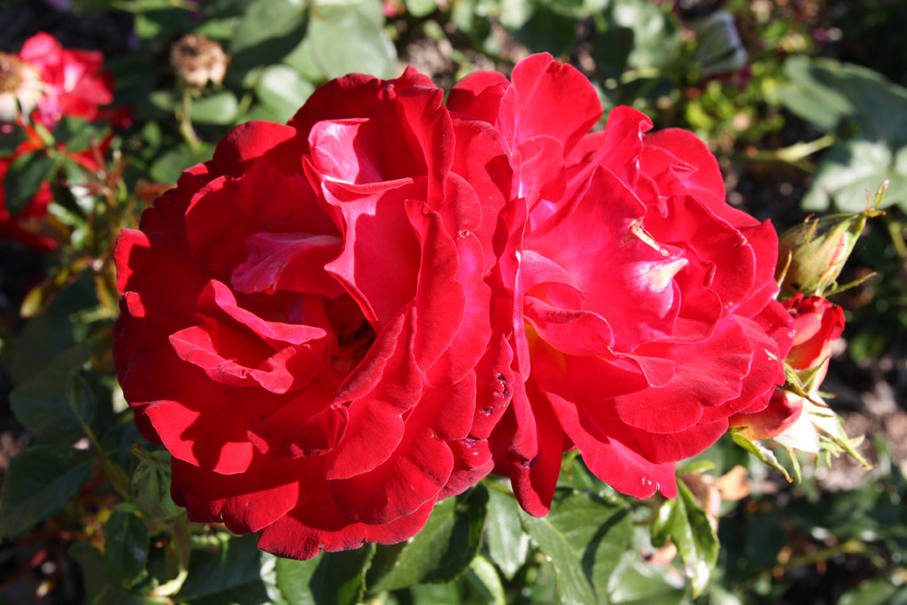 růže Lovita