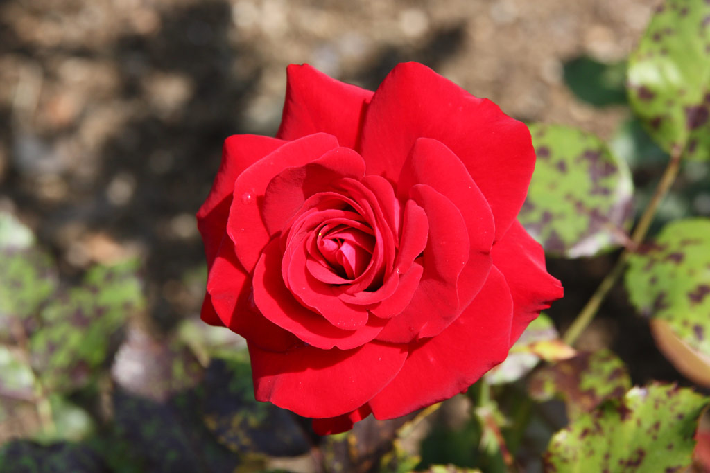 růže Lbecker Rotspon