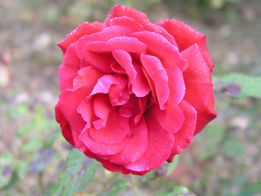 růže L�becker Rotspon