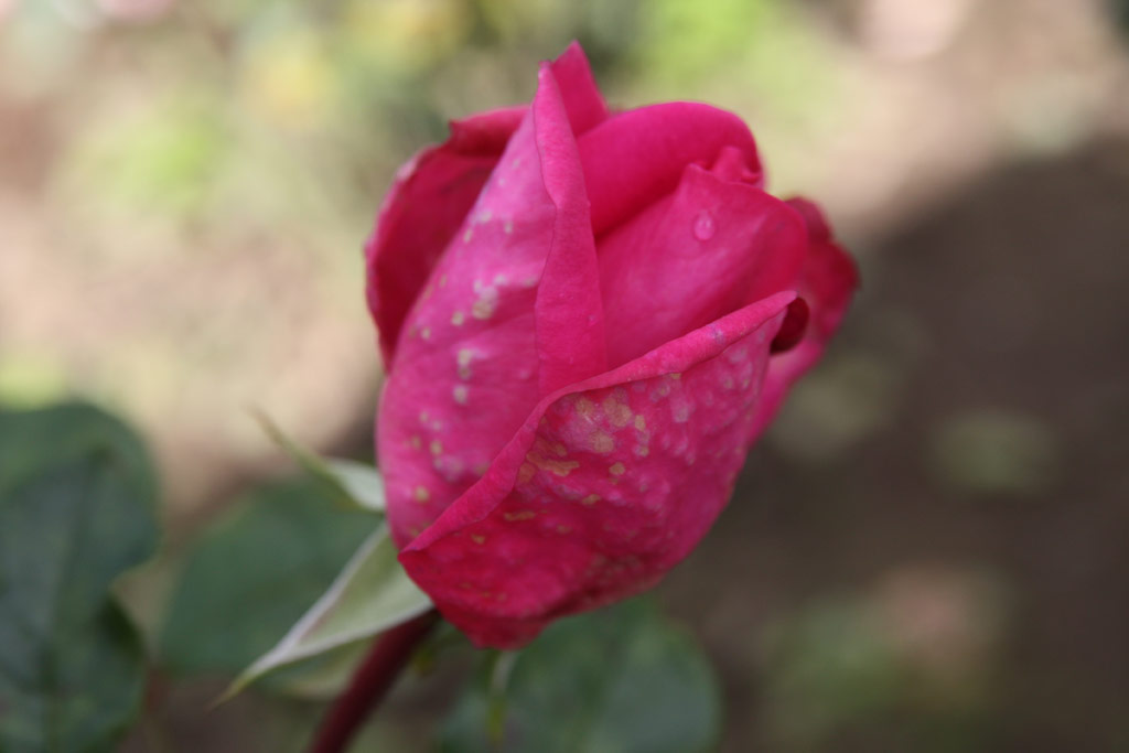 růže Lucia Nistler