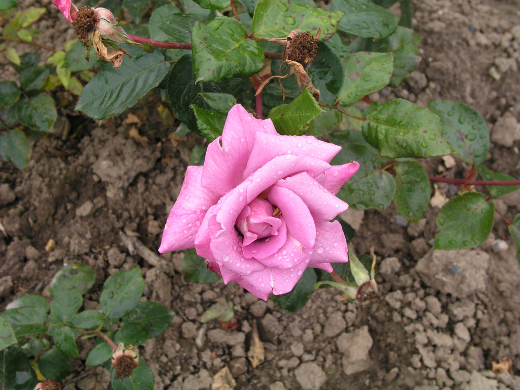 růže Ludmila