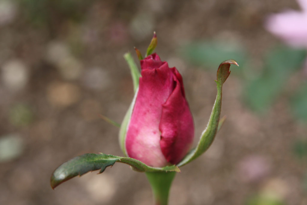 růže Ludmila