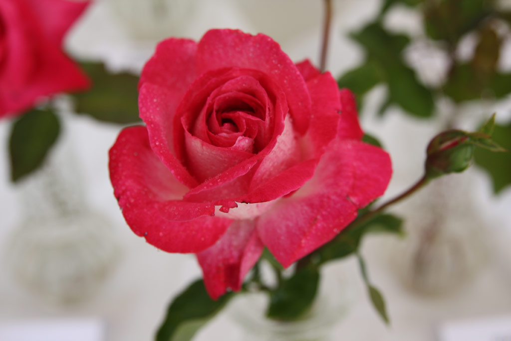 růže Ludmila (Lidice)