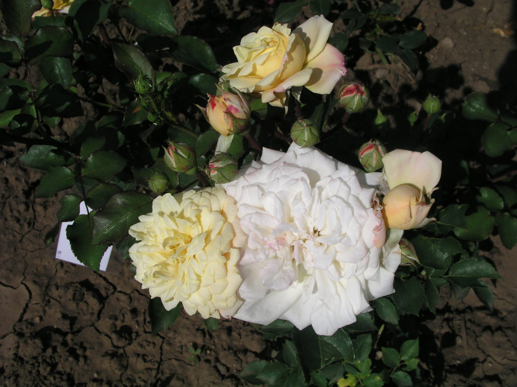 růže Luluc