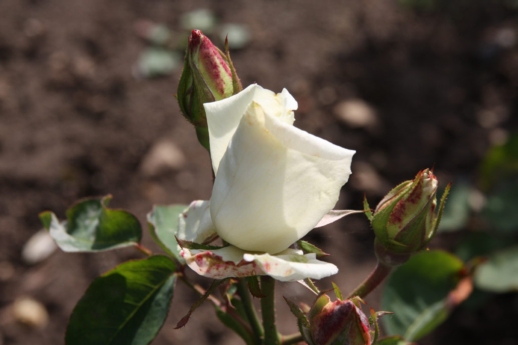 růže Lums Double White