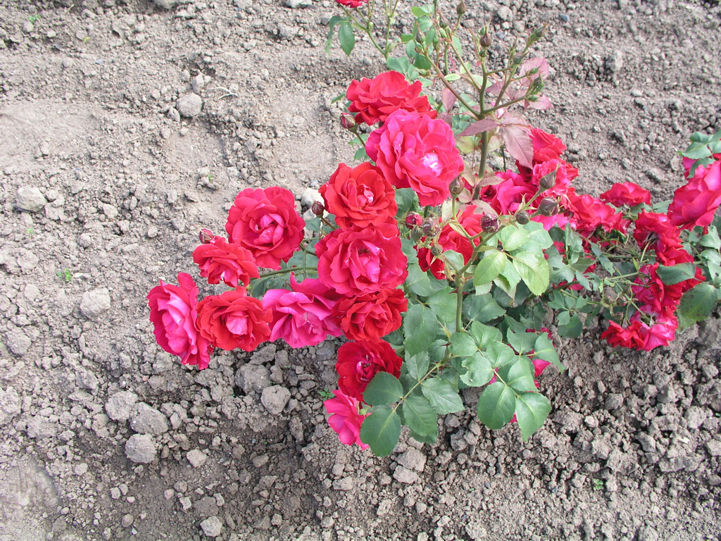 růže Lunds Jubilum