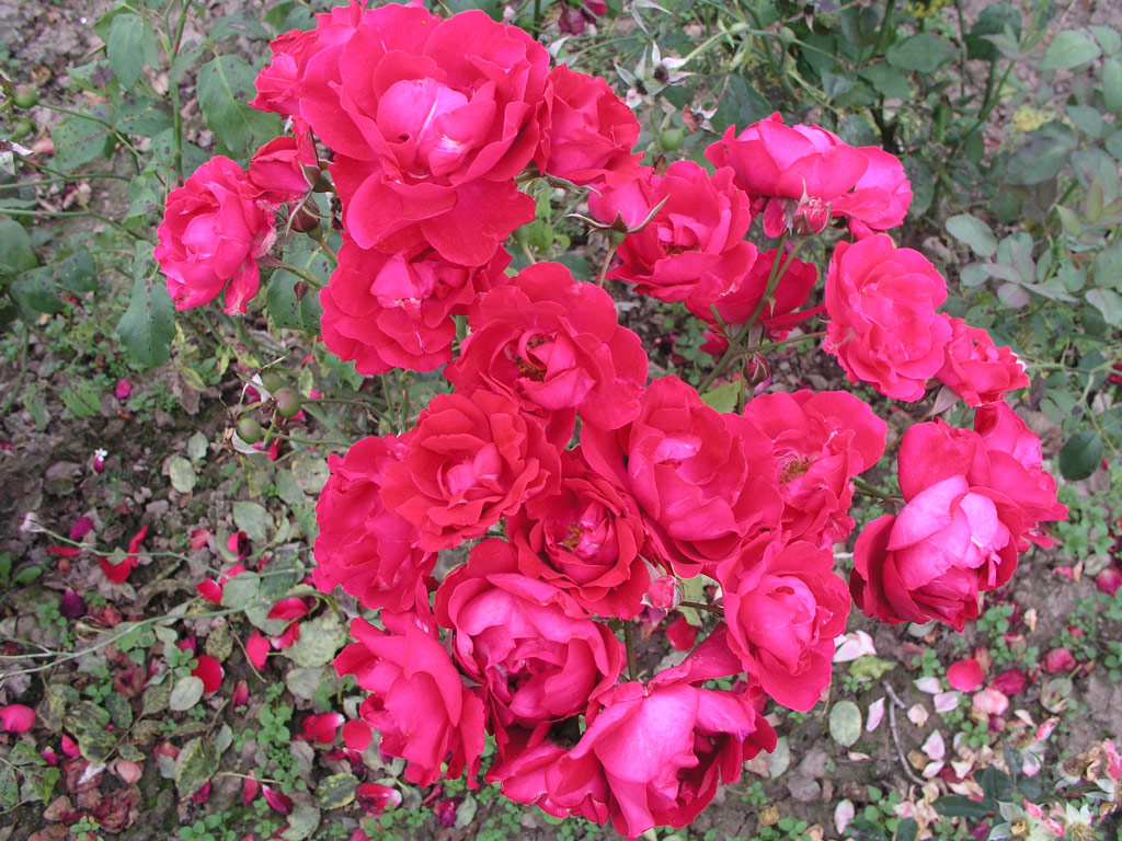 růže Lunds Jubilum