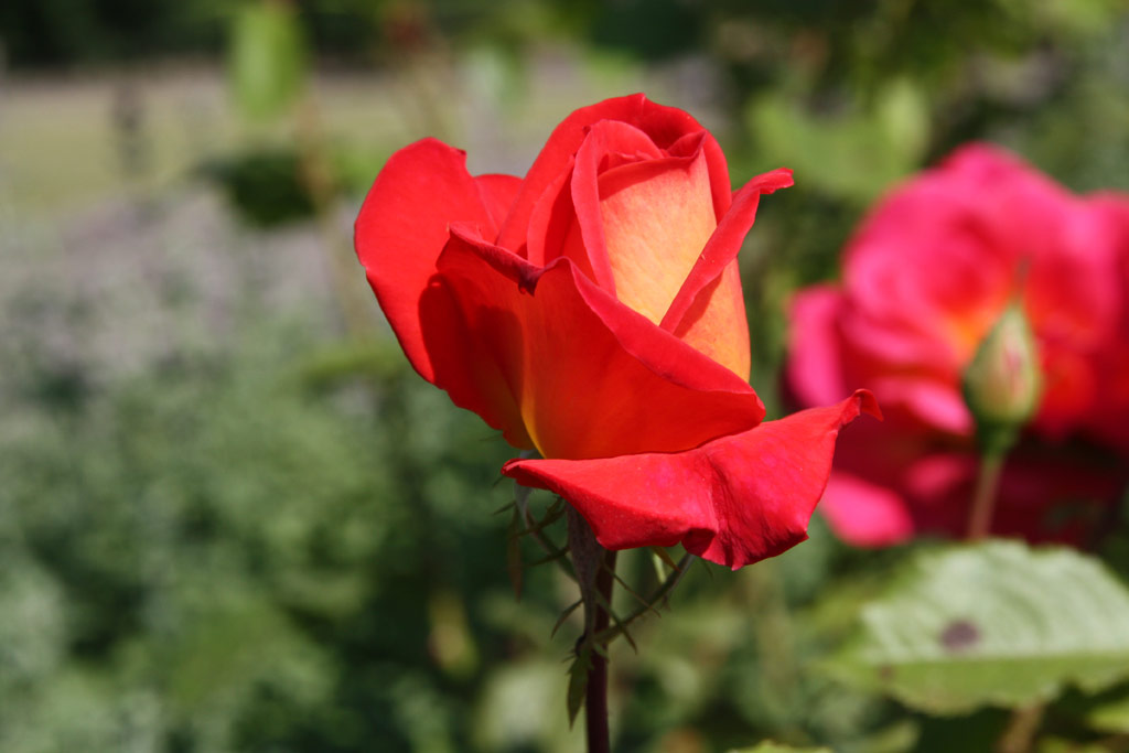 růže Lustige