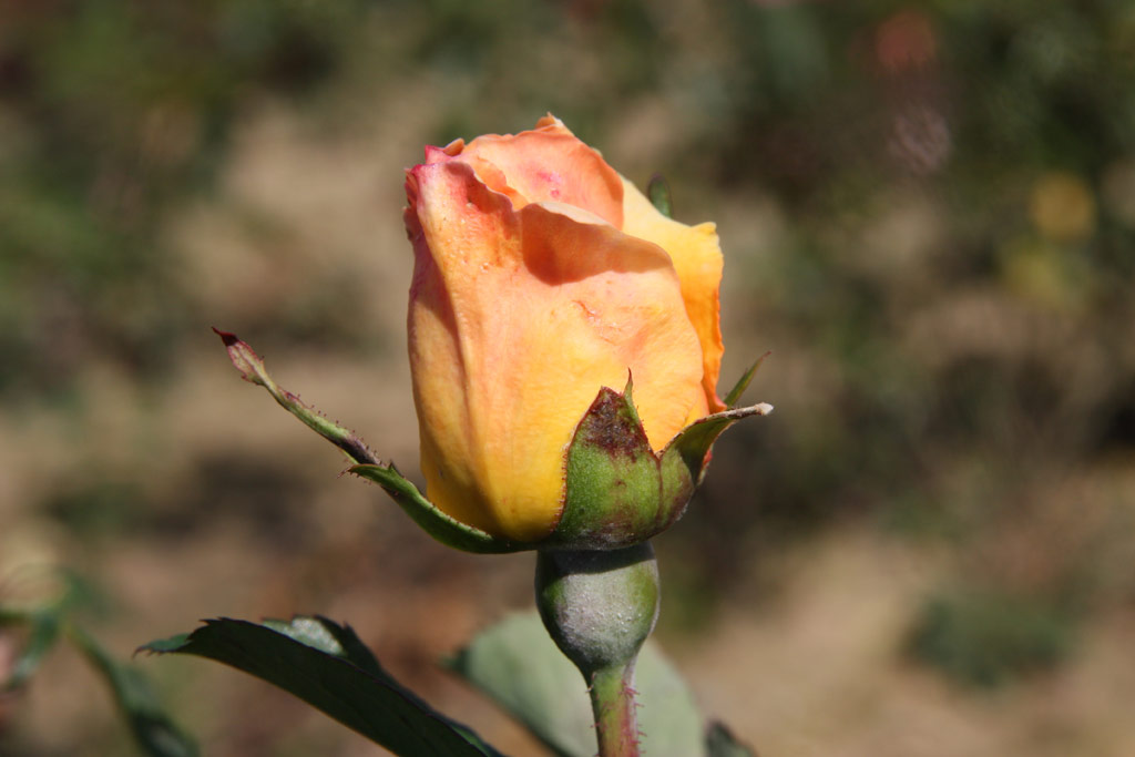 růže Lutetia