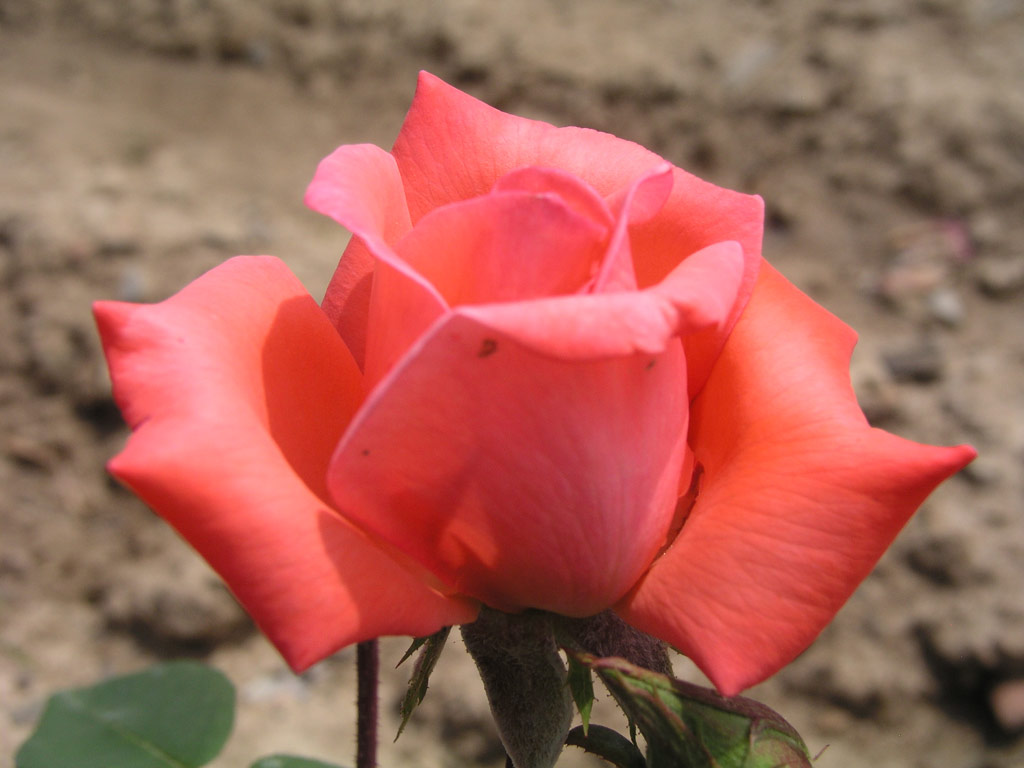 růže M. L. Pradel