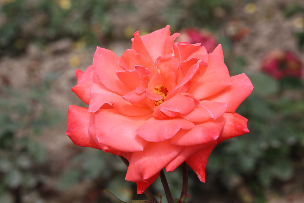 růže M. L. Pradel