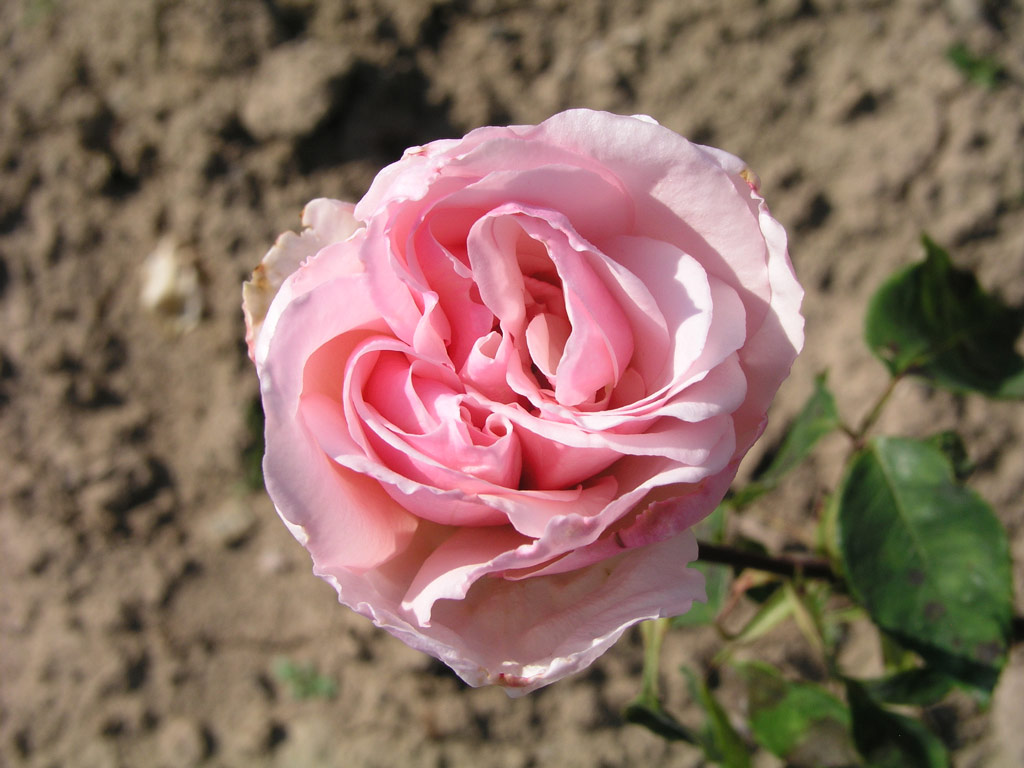 růže Mabel Turner