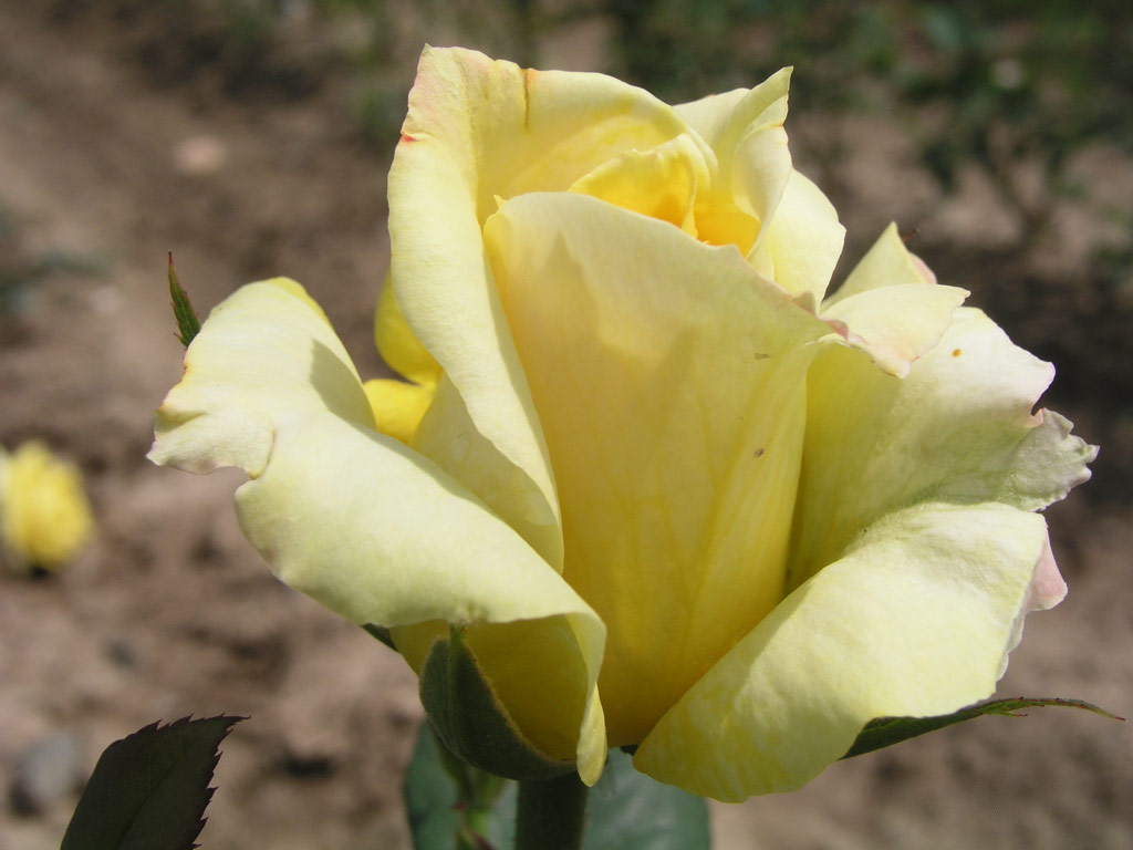 růže Mabella