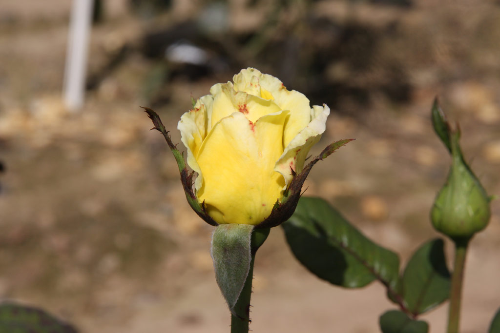 růže Mabella