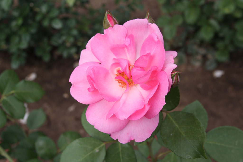 růže Madame Busch