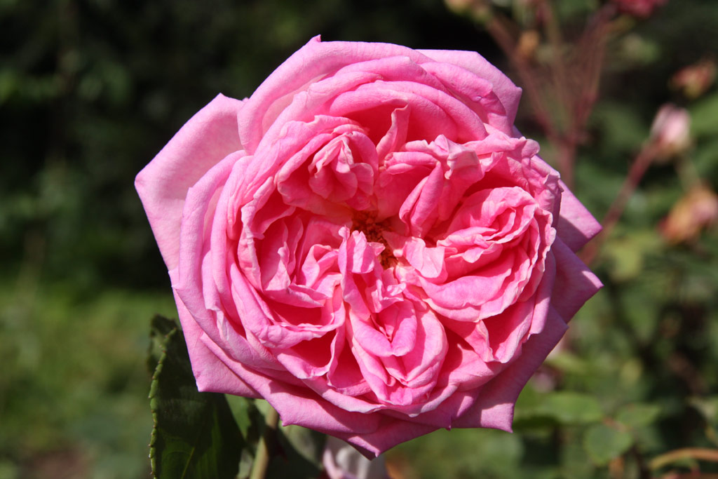 růže Madame Camille
