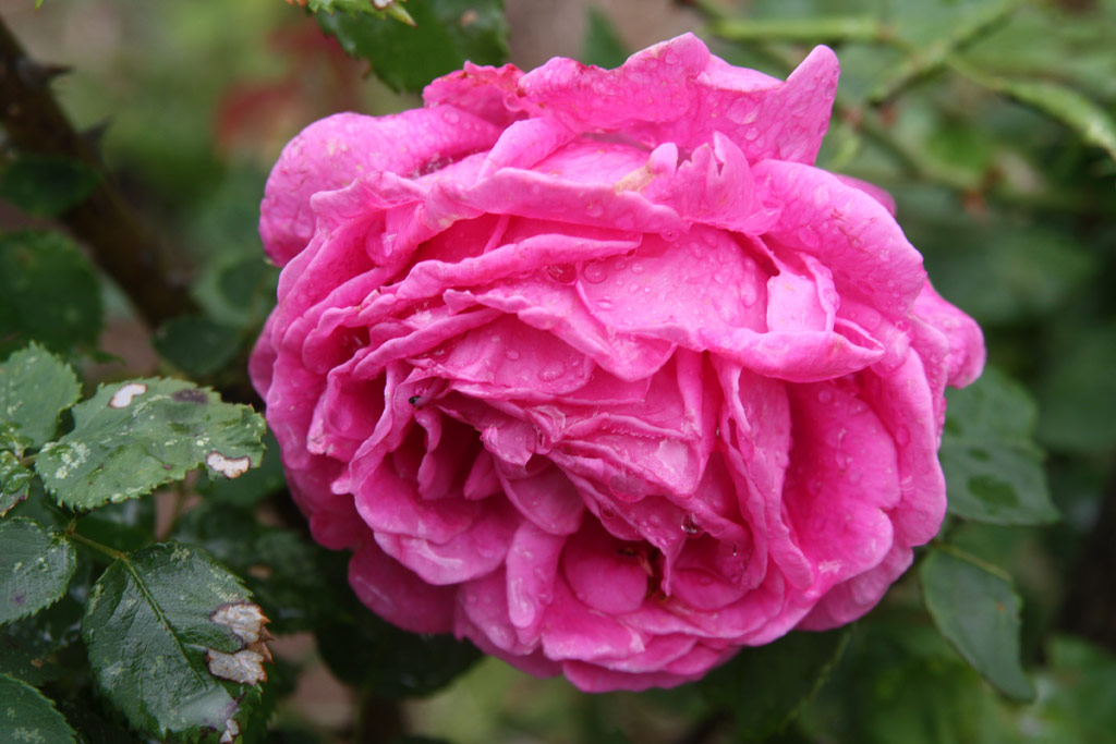 růže Madame Dubost