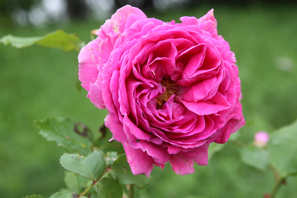 růže Madame Dubost
