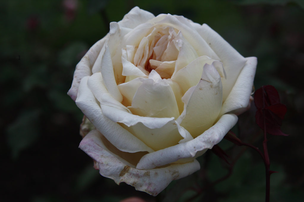 růže Madame Falcot (Sangerhausen)