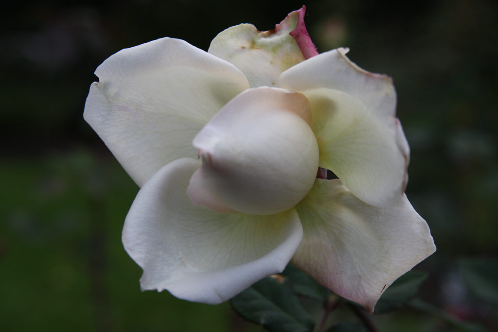 růže Madame Falcot (Sangerhausen)