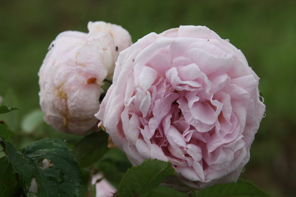 růže Madame Louis L�veque