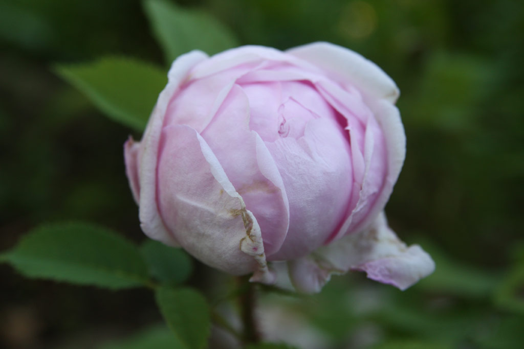 růže Madame Louis Lveque