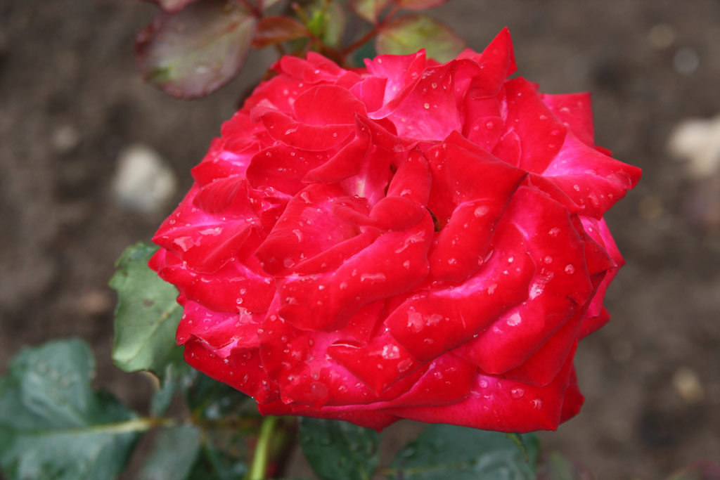 růže Madame Marie Curie (Borov hora)
