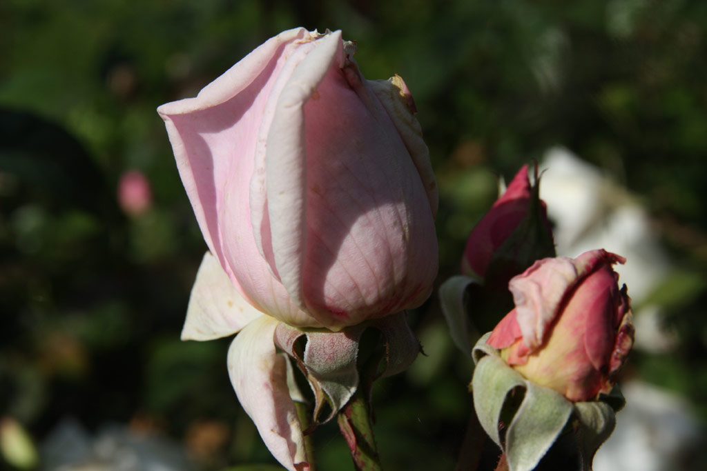 růže Madame Wagram