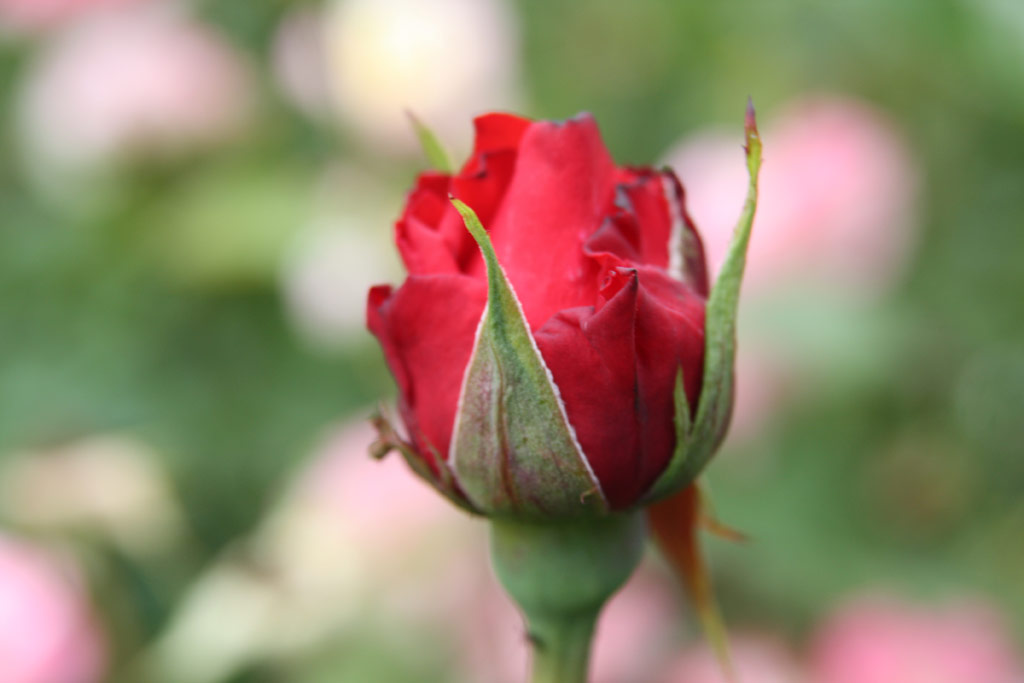 růže Mad�falva