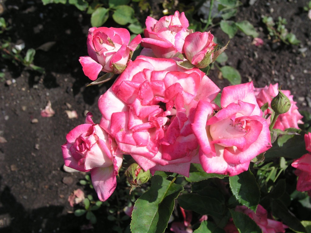 růže Madelon