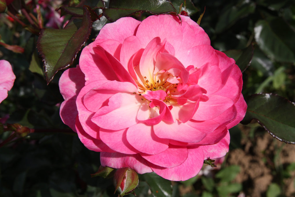 růže Madlenka