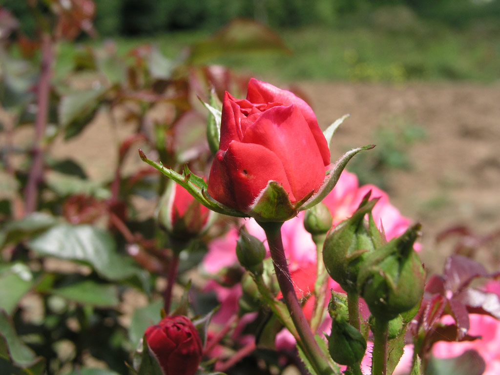 růže Madlenka