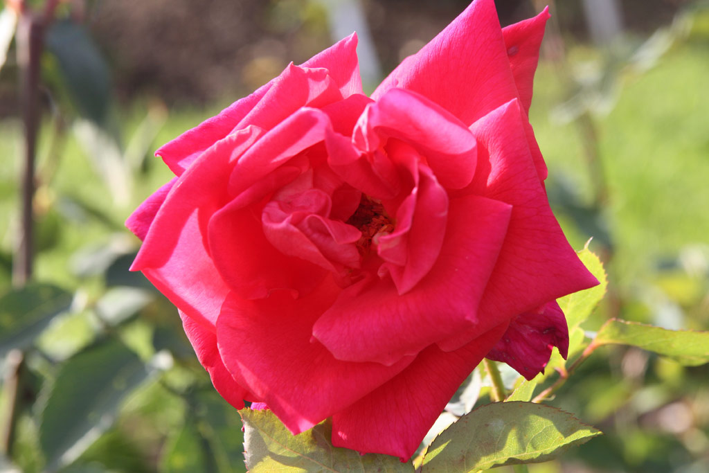 růže Madrigal (Gaujard)