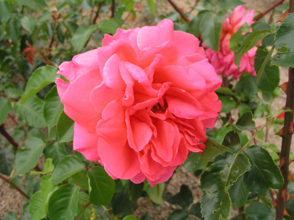 růže Magali