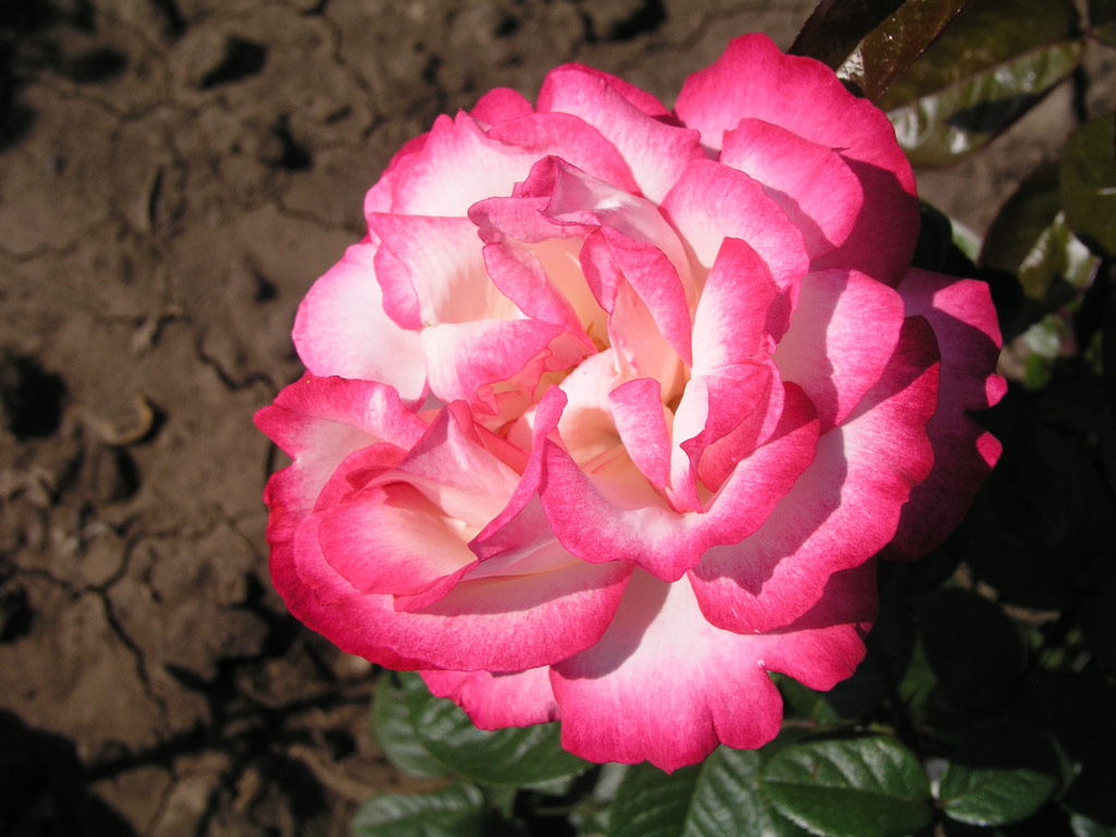 růže Magenta