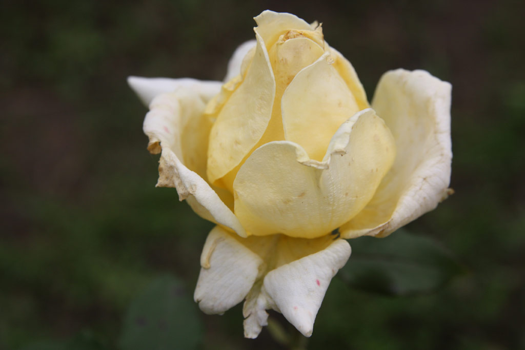 růže Magyar Pln