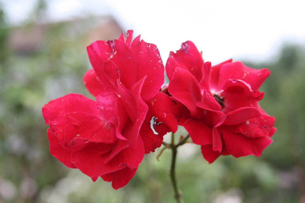 růže Magyarkanizsa