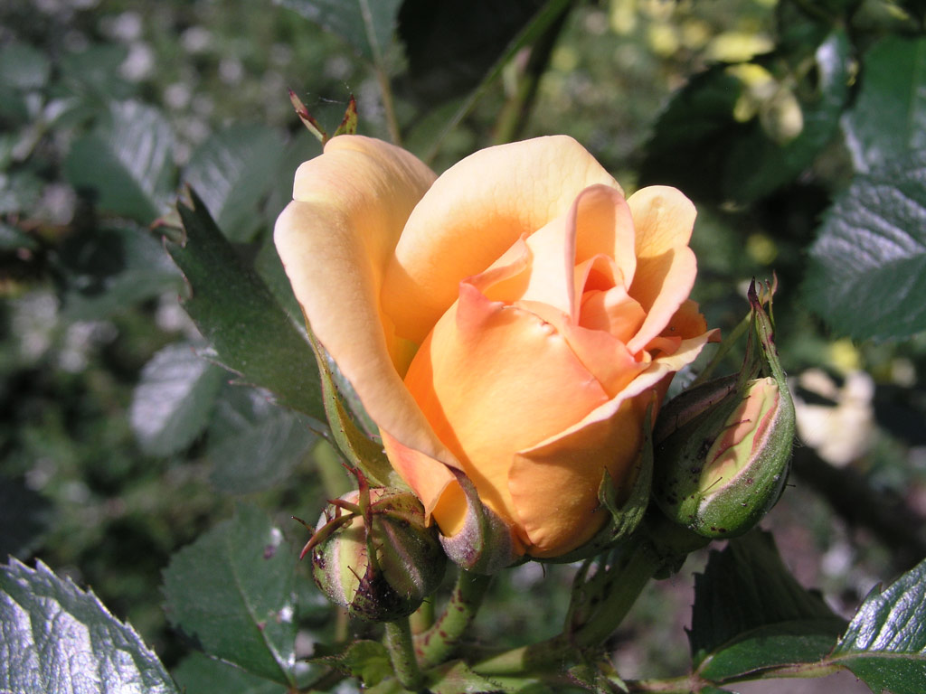 růže Maigold