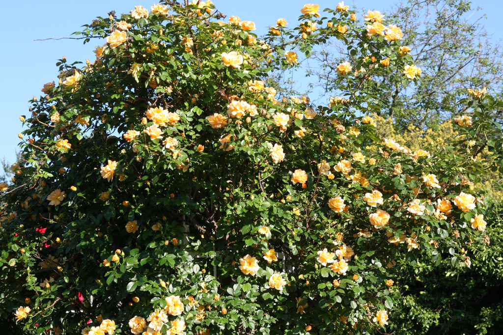 růže Maigold