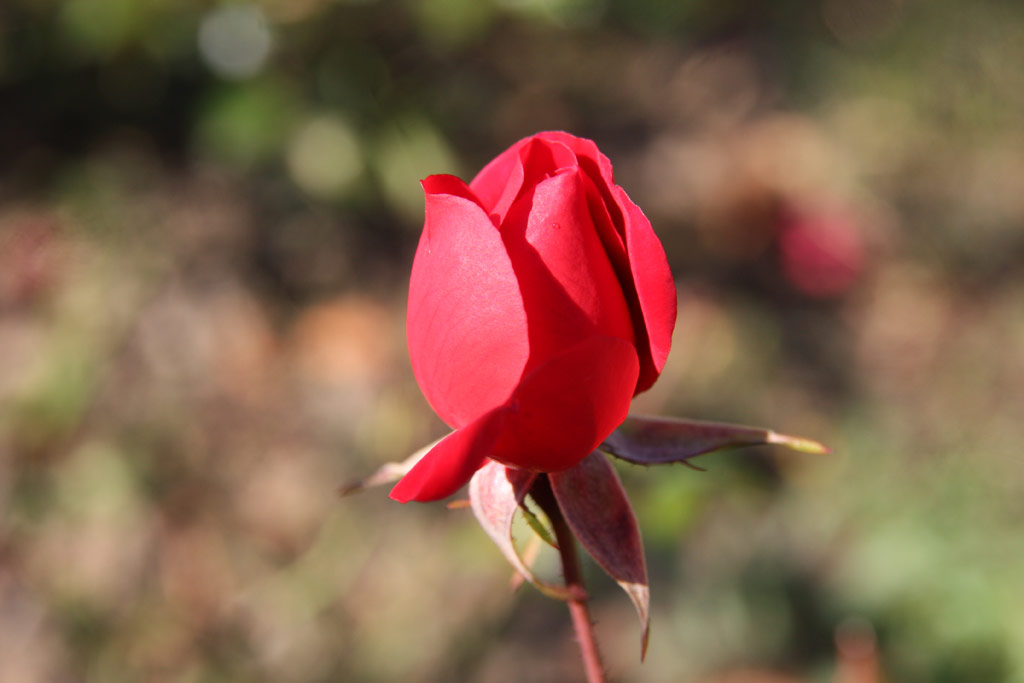 růže Mainaufeuer