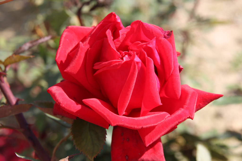 růže Mainauperle