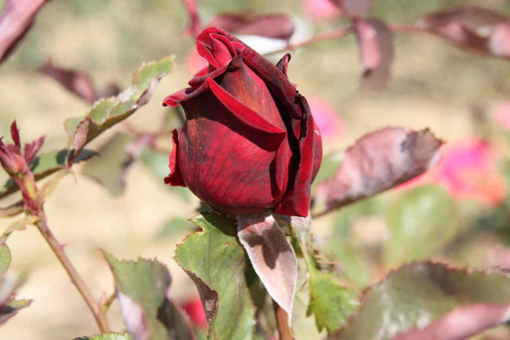 růže Mainauperle