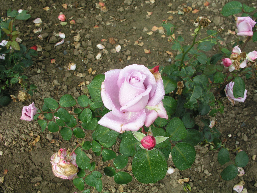 růže Mainzer Fastnacht