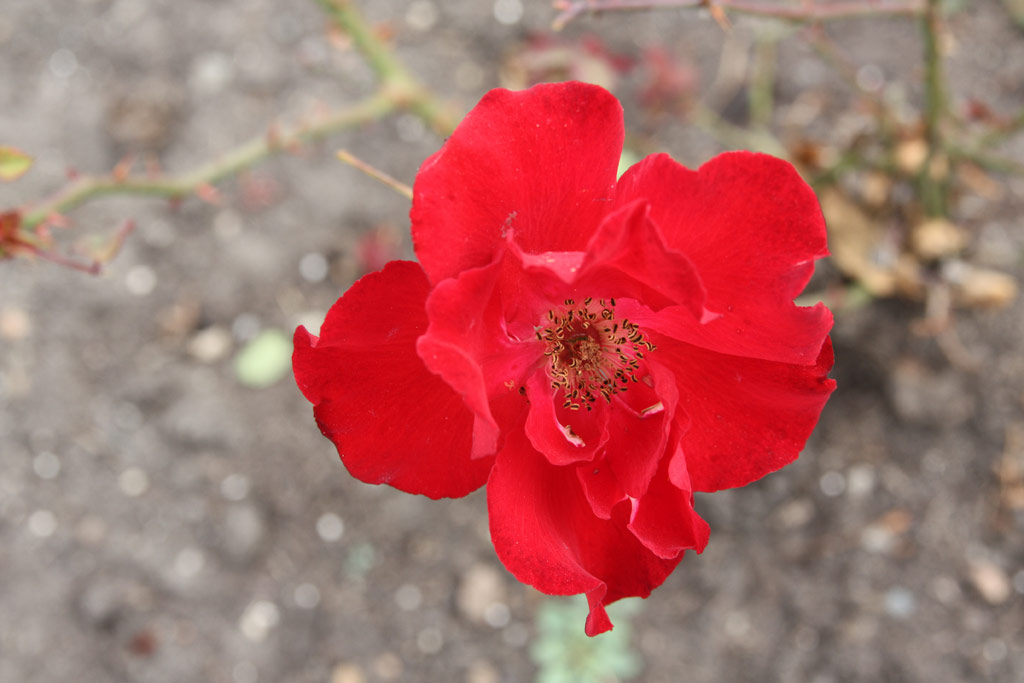 růže Maja Mauser